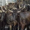 bull run