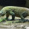 komodo
