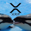 xrp ripple