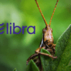 libra bug bounty
