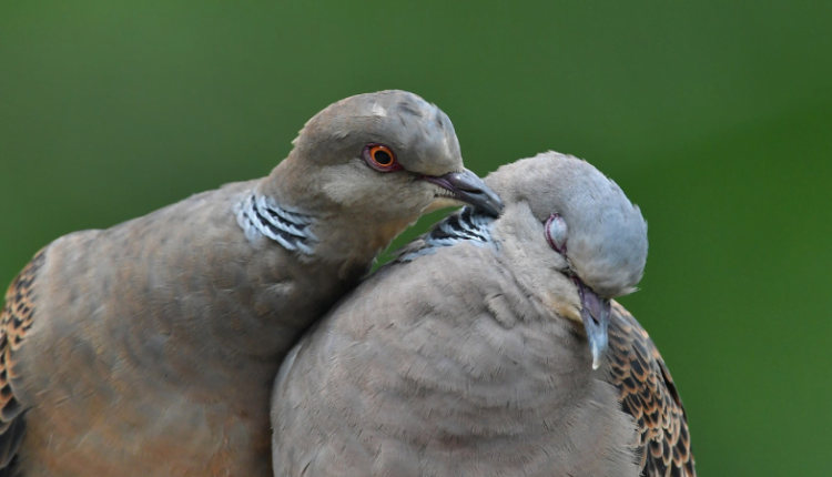 Korelacja cenowa między BTC a altcoinami na najwyższym poziomie od maja 2019