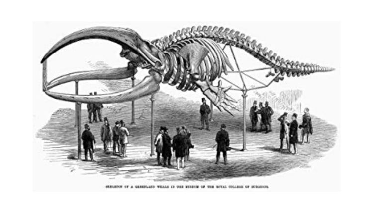 Wyginięcie wielorybów | Czy byłoby „dobre” dla bitcoina?