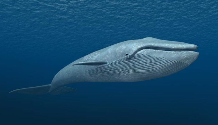 Wieloryby budzą się na chwilę przed zmianą ceny bitcoina