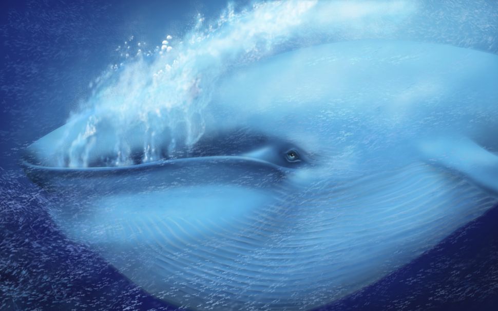 bitcoinowe wieloryby