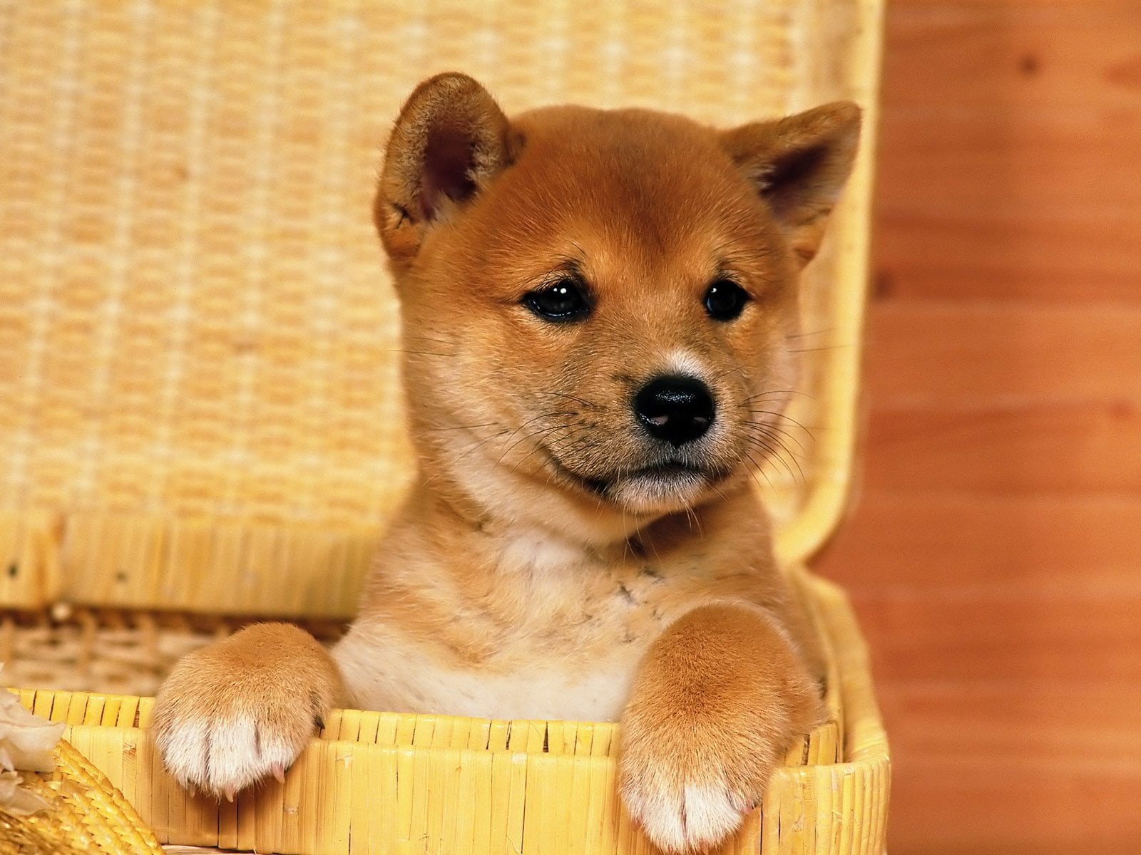 shiba inu