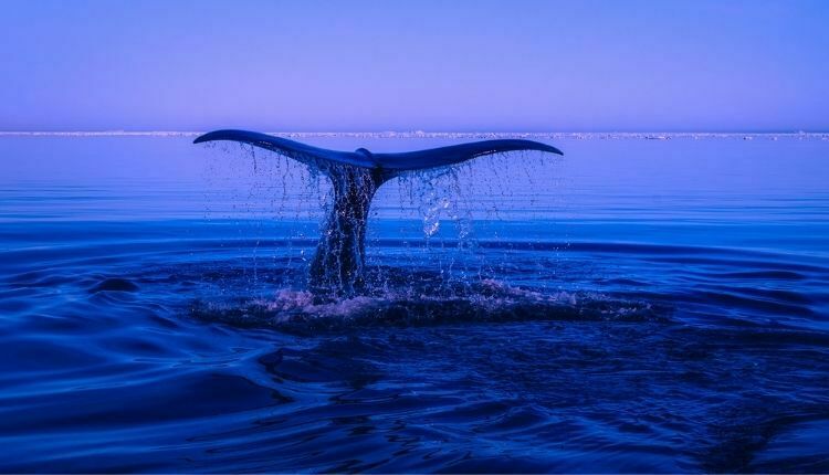 Wieloryby Również Popełniają Błędy