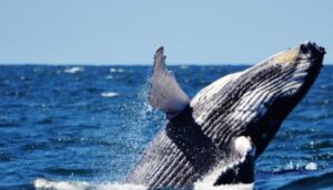 Największy wieloryb dokupuje BTC