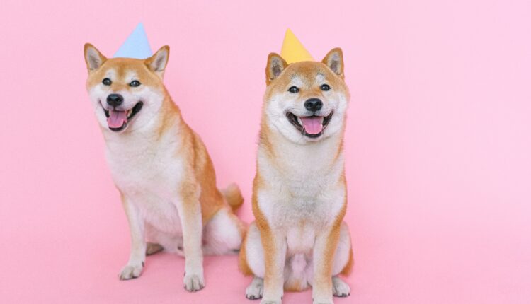 Shiba Inu powraca do łask?