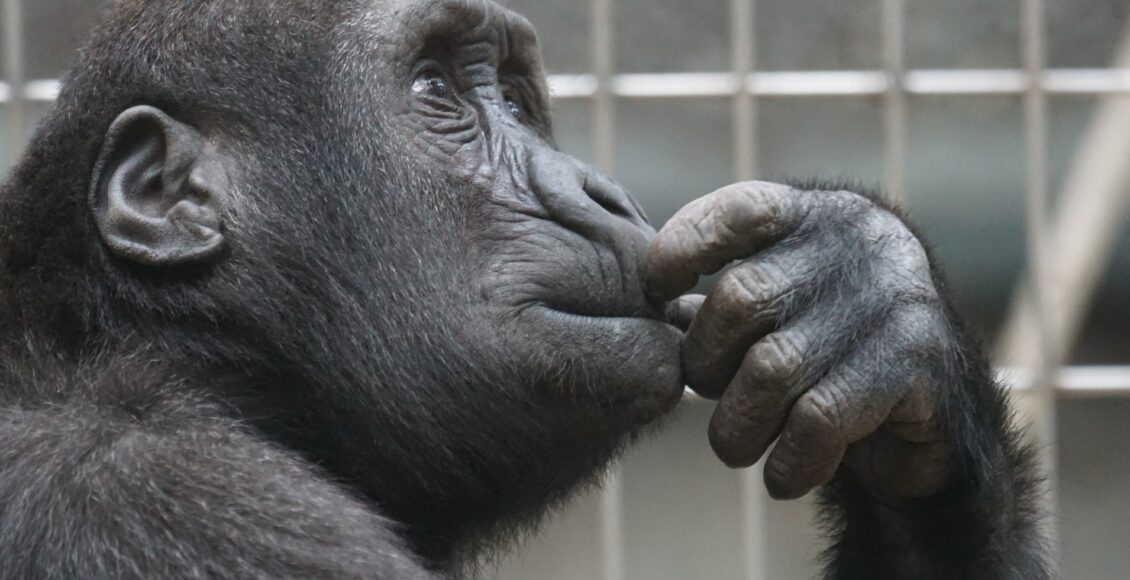 Widok zamyślonego szympansa