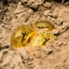 Kryptowaluty