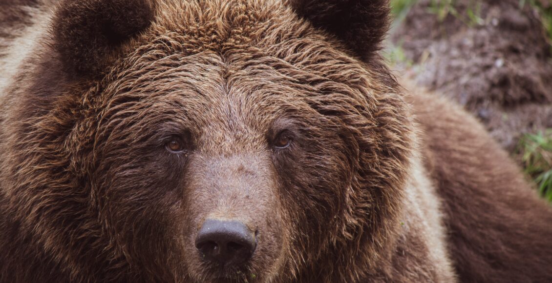 Zdjęcie niedźwiedzia