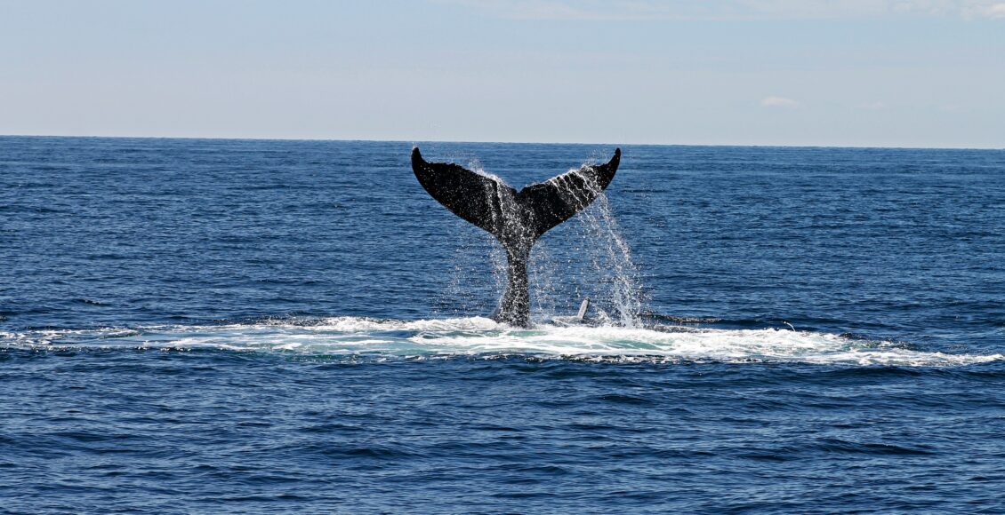 Zdjęcie wieloryba nurkującego pod wodą