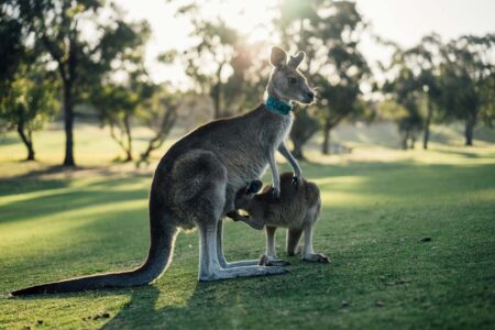 Bitcoin: ponad 90% Australijczyków słyszało o nim