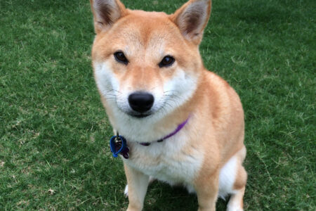 Shiba Inu, symbol Dogecoina, zachorował