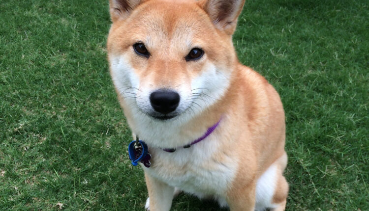 Shiba Inu, symbol Dogecoina, zachorował