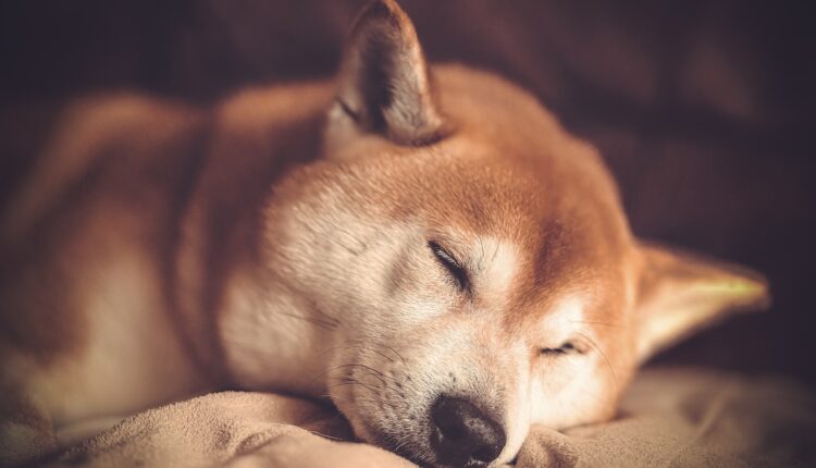 NFT pozwoli zakupić sofę pierwowzoru DogeCoina