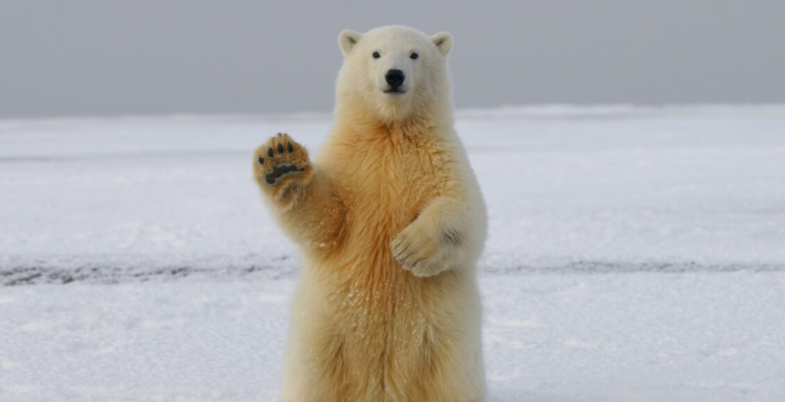 Zdjęcie niedźwiedzia polarnego