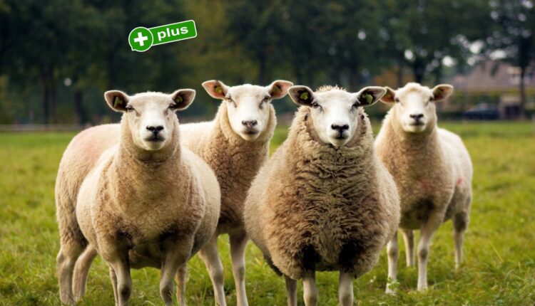 Rafał Zaorski idzie na wojne z Philem Koniecznym. Sekta sprzedawców szkoleń?