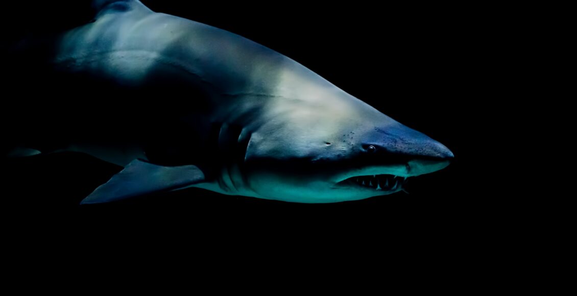 Zdjęcie rekina w ciemnościach