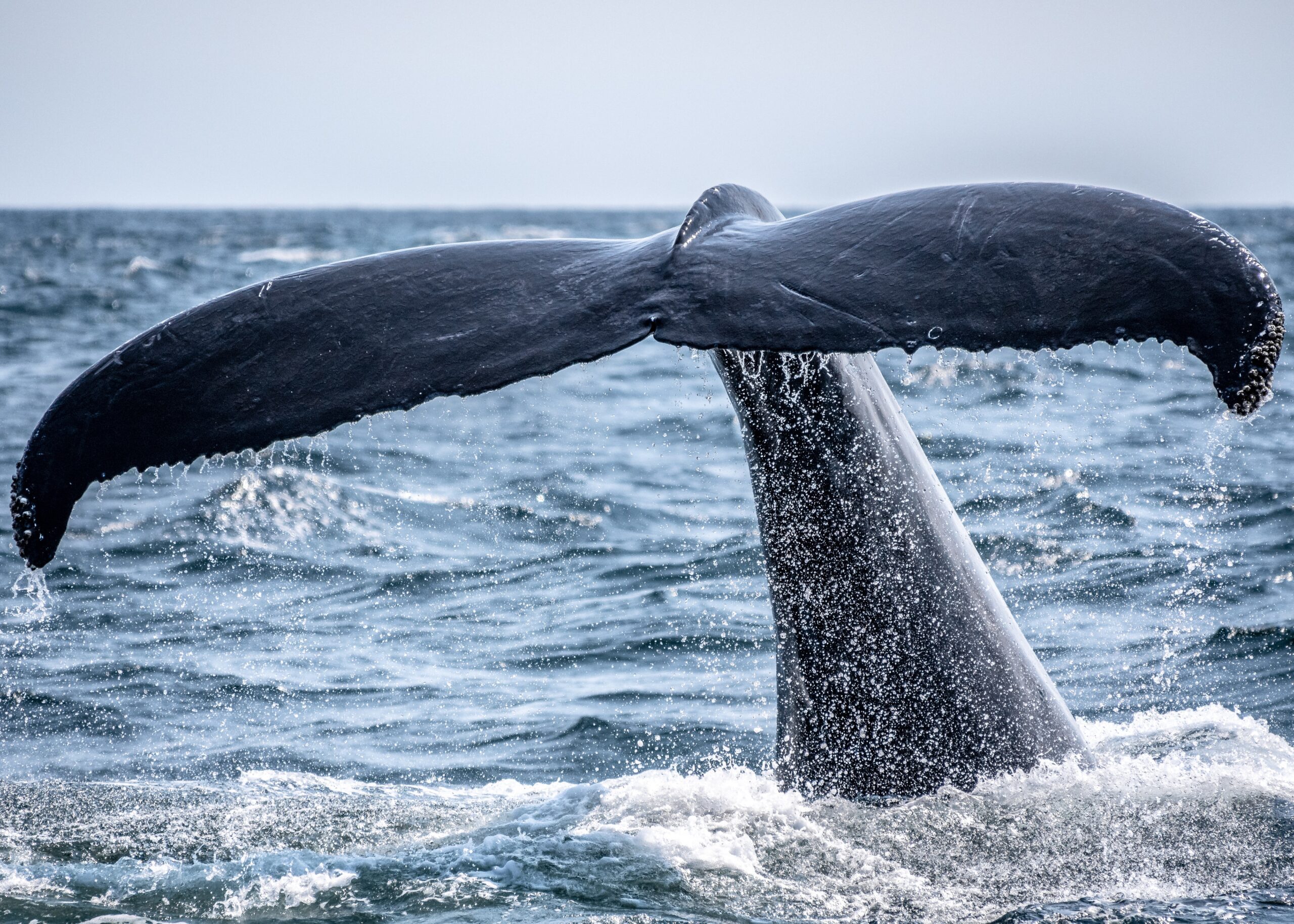 Zdjęcie nurkującego wieloryba