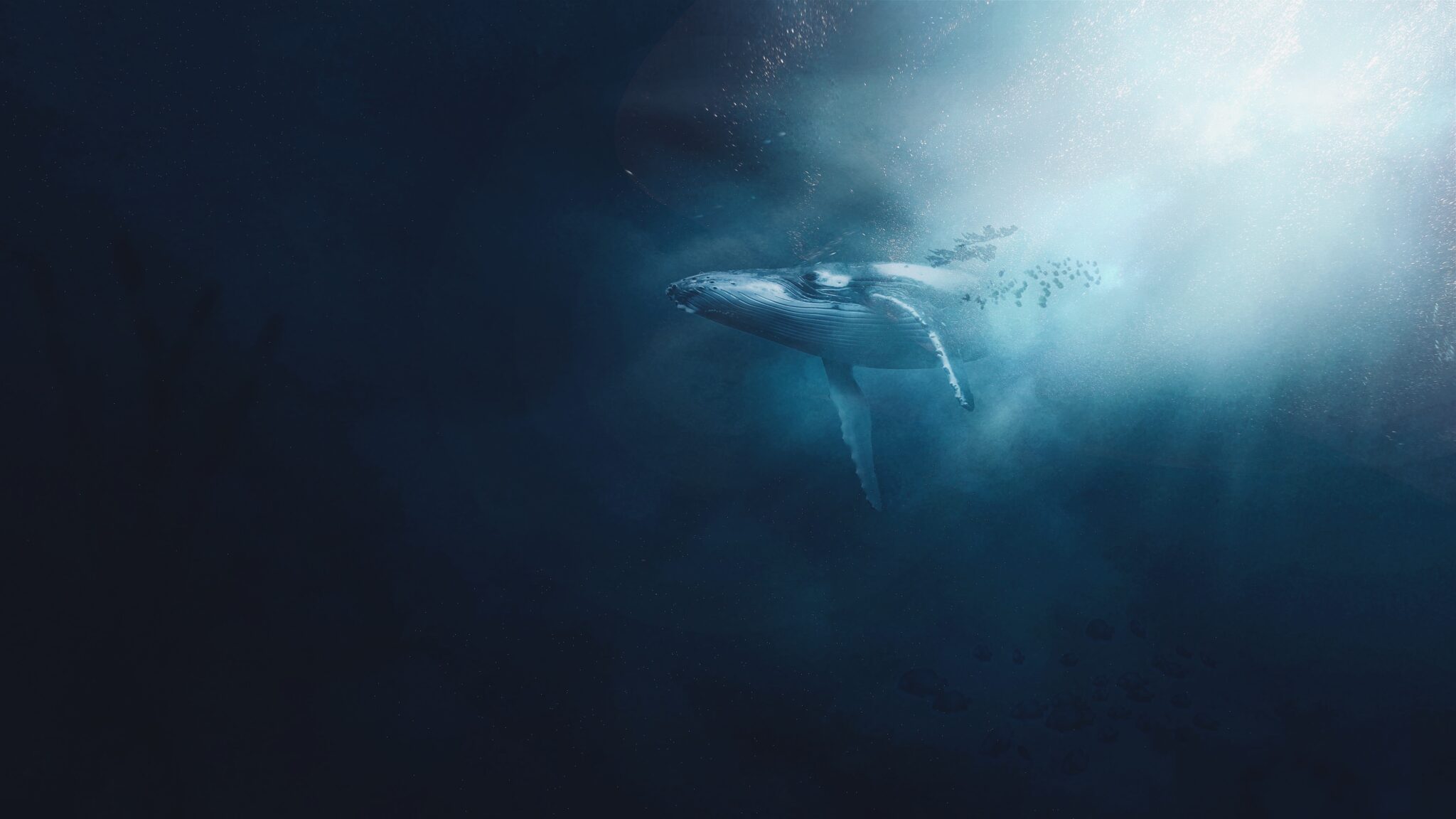 Zdjęcie wieloryba