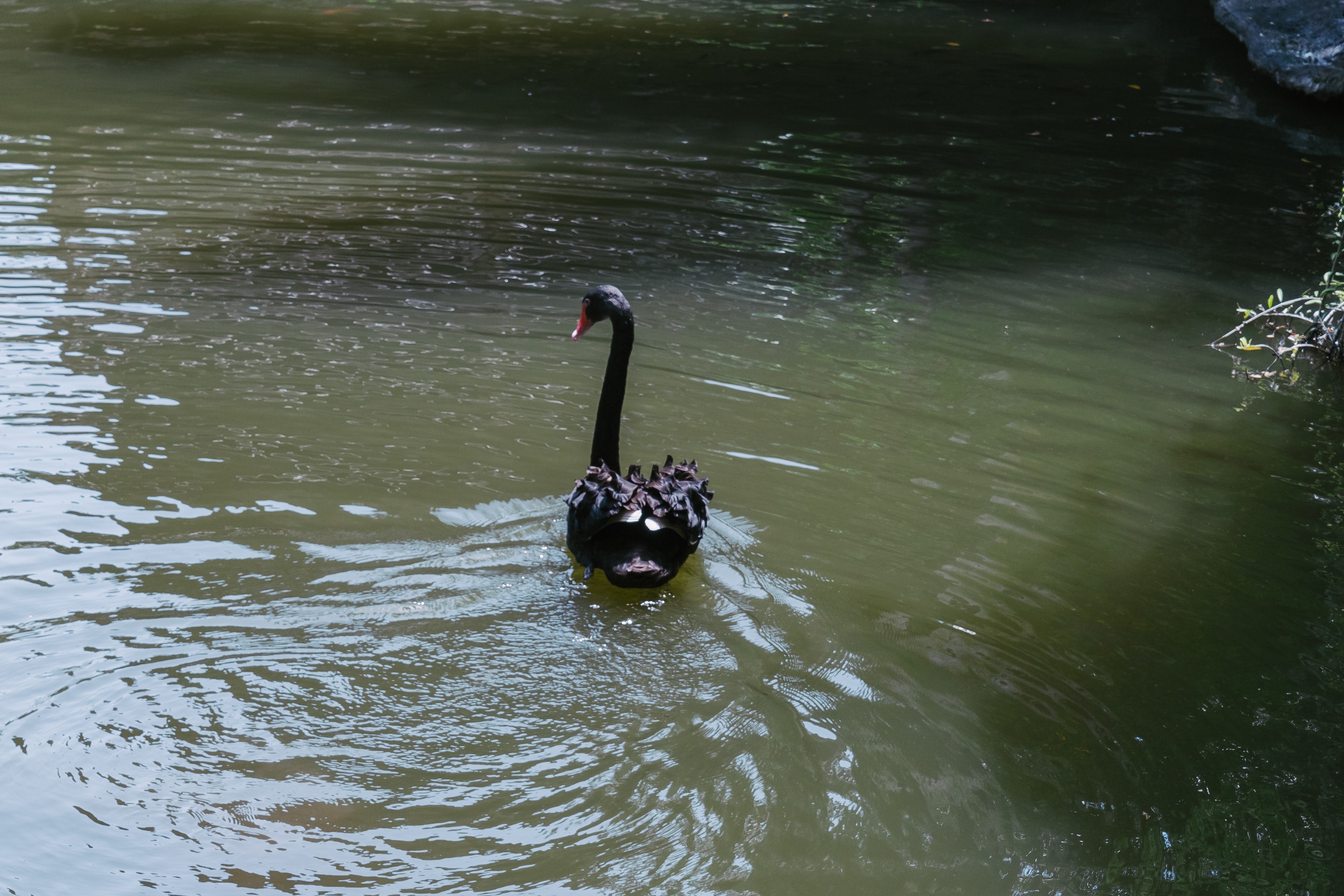 Bloomberg Intelligence: Czarny łabędź blisko? Rynek finansowy w pułapce, daje złudne poczucie bezpieczeństwa