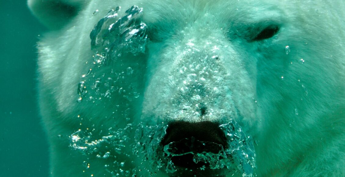 Niedźwiedź polarny pod wodą