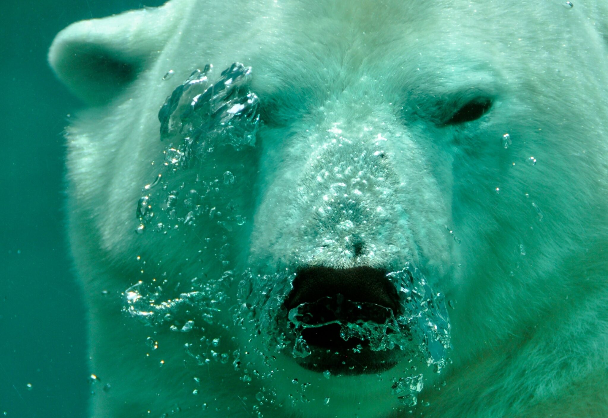 Niedźwiedź polarny pod wodą