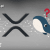 grafika ripple z logiem bithub.pl i grafiką wieloryba