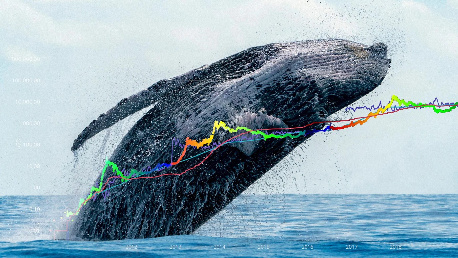Wynurzający się wieloryb