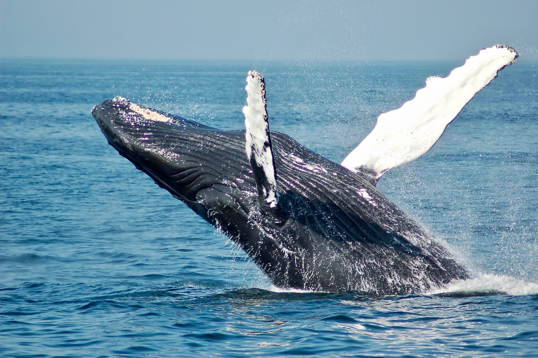 wynurzający się z wody wieloryb