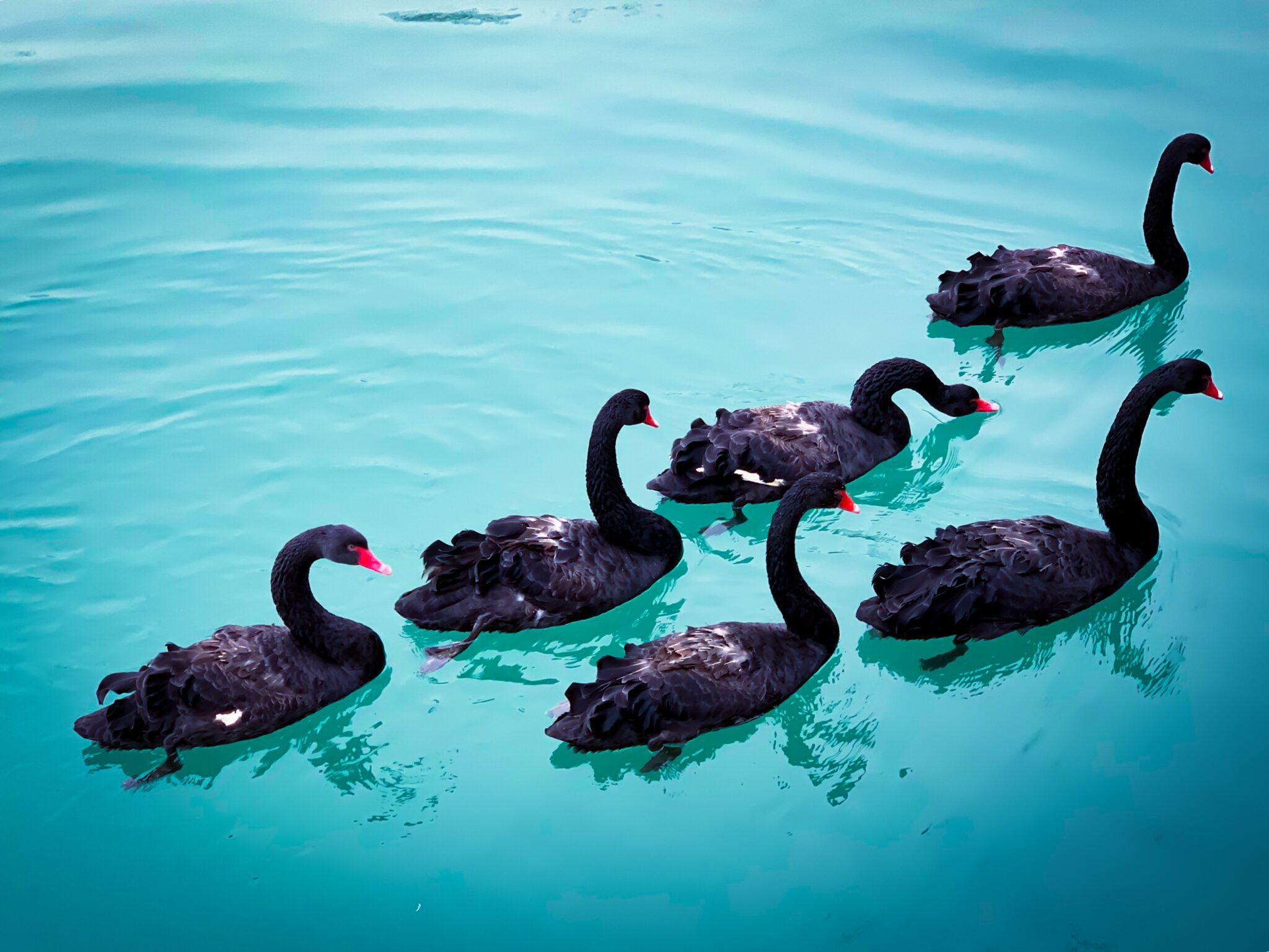 grupa czarnych łabędzi na jeziorze