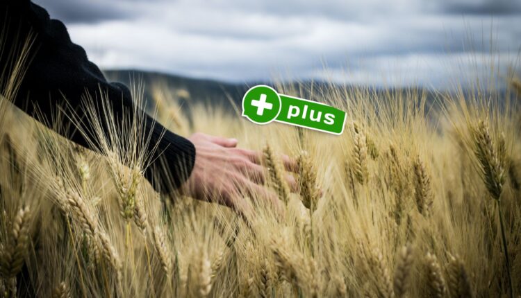 Raport OCCRP: Pralnia na 'czarnym zbożu’ Ukrainy. Firmy słupy, korupcja i sabotaż kraju zniszczonego wojną?