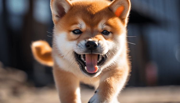 Shiba Inu: dość FUD-u. Oficjalne oświadczenie głównego dewelopera Shibarium