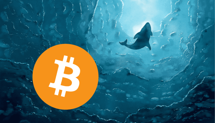Wieloryby robiły duże zapasy Bitcoina w ostatnich miesiącach. Czego możemy się spodziewać?