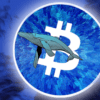 logo bitcoina w kryształowo niebieskiej kolorystyce oraz wizerunek wieloryba