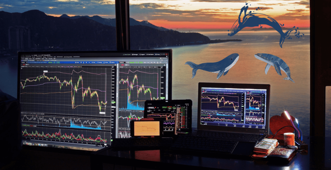 człowiek inwestujący na laptopie, za oknem zachód słońca i wieloryby
