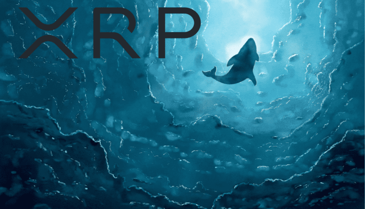 Wieloryby wciąż gromadzą XRP, choć już nie tak aktywnie. Jedna kwestia ma kluczowe znaczenie