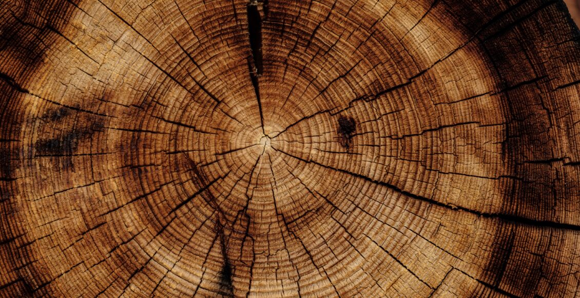drewno wytarzane przez Lasy Państwowe