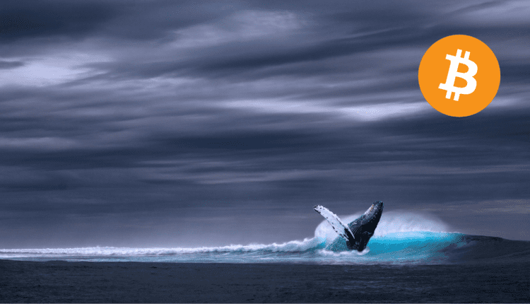 Olbrzymi wieloryb przenosi setki milionów dolarów w bitcoin-ach. Co knuje?