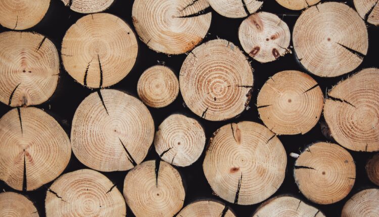 Podejrzanie tanie drewno na polskim rynku. Czy pochodzi z Rosji?