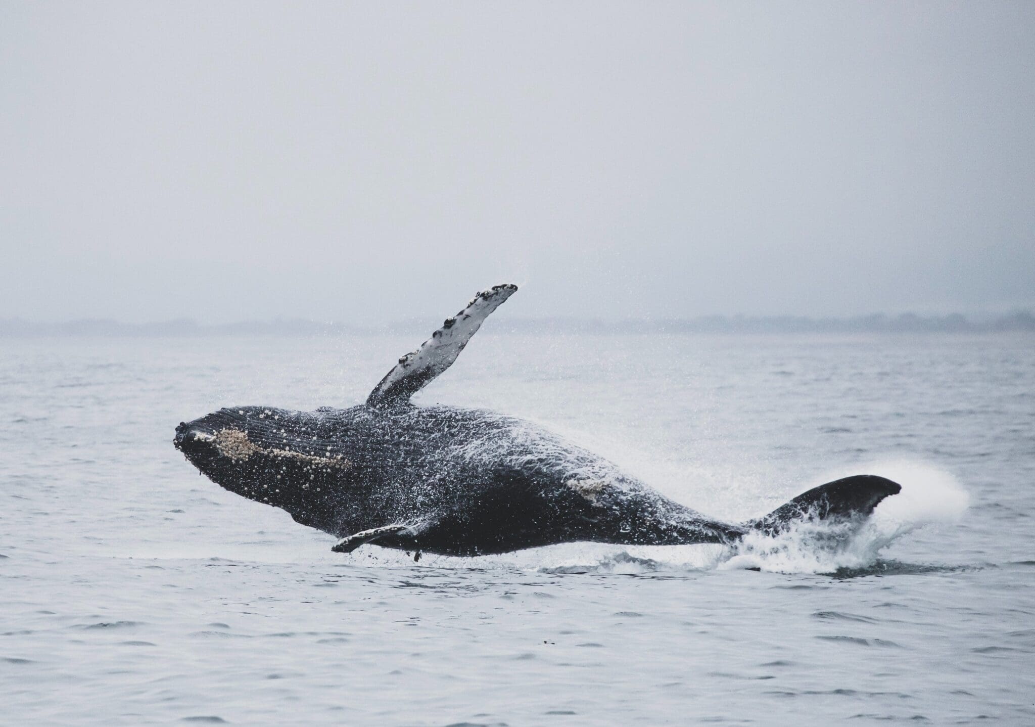 Wieloryb wynurza sie z oceanu