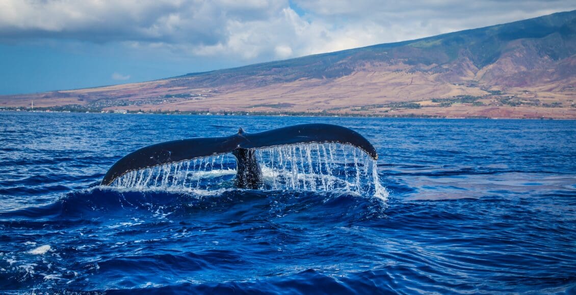 Ogon wieloryba wpływającego pod wodę