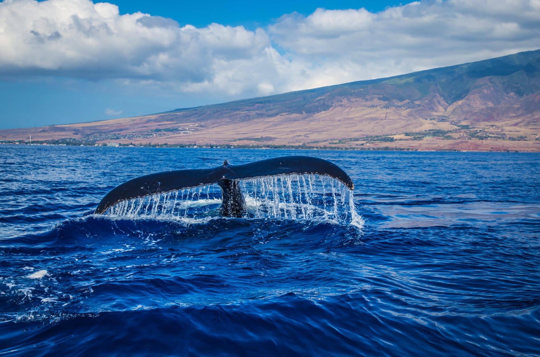 Ogon wieloryba wpływającego pod wodę