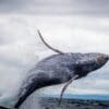 Wieloryb wynurzający się z oceanu