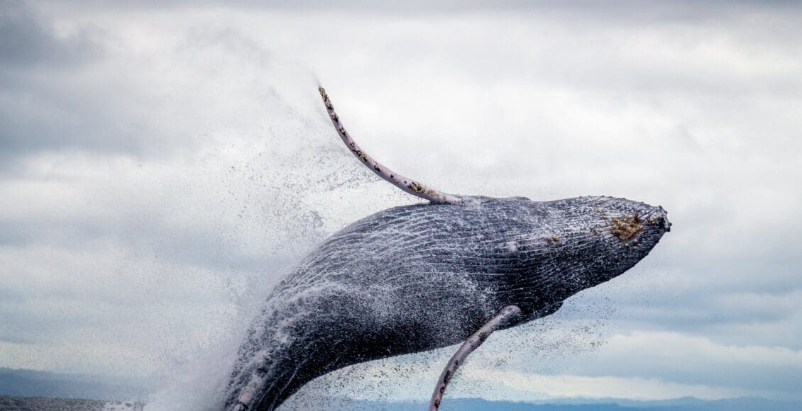 Wieloryb wynurzający się z oceanu