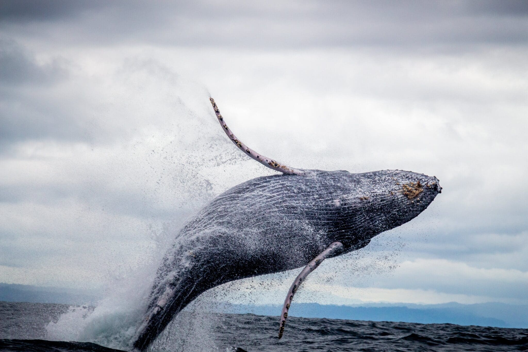 Wieloryb wynurzający się z oceanu