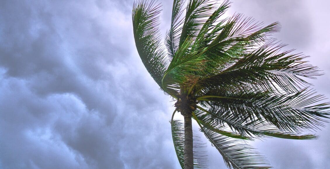 Palma, której liście owiewa huragan na tle burzowego nieba