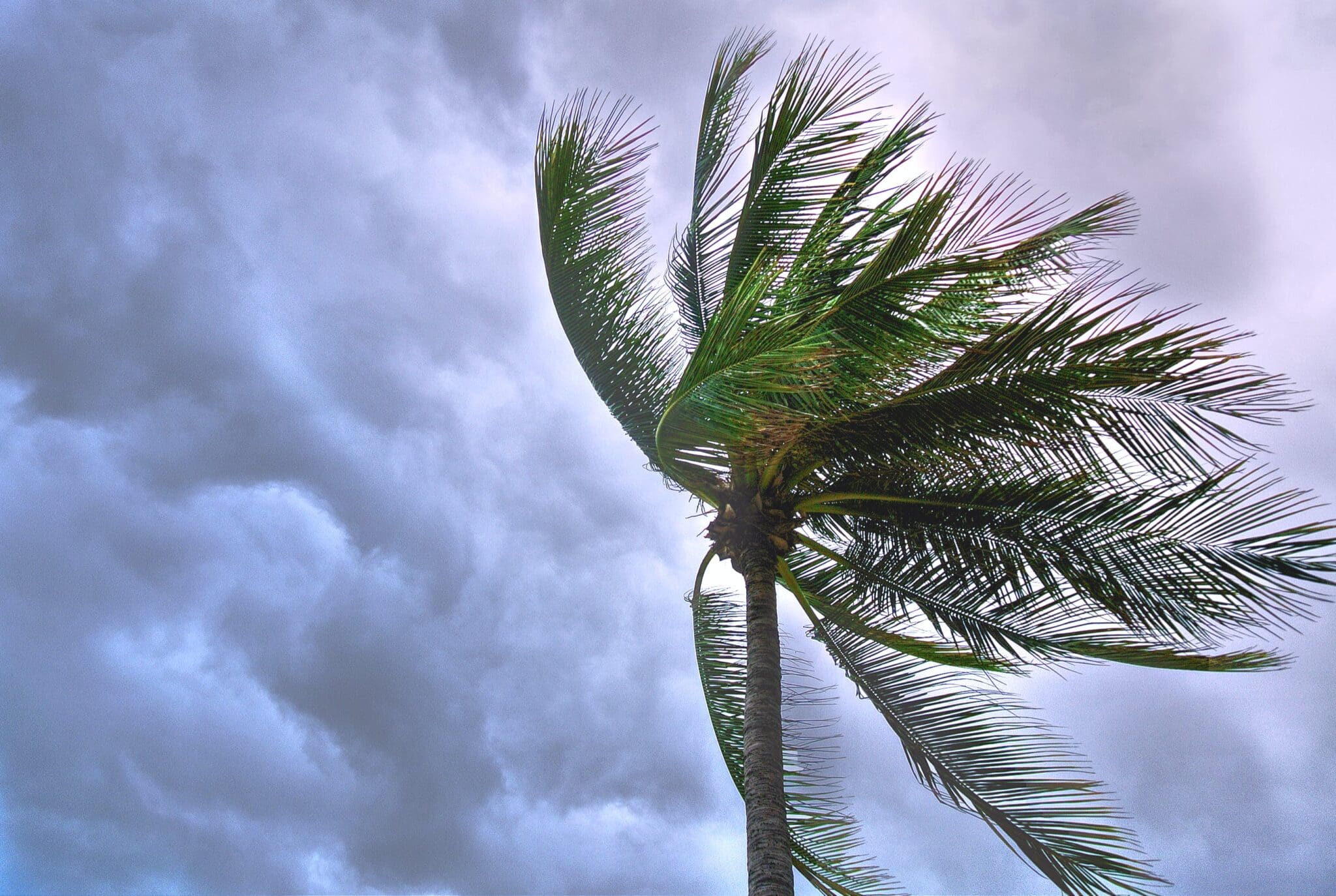 Palma, której liście owiewa huragan na tle burzowego nieba