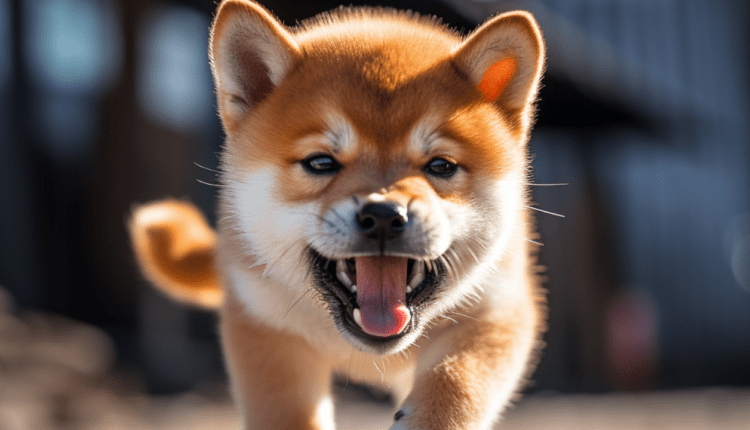 Shiba Inu ma dla inwestorów niespodziankę. Będą wzrosty?